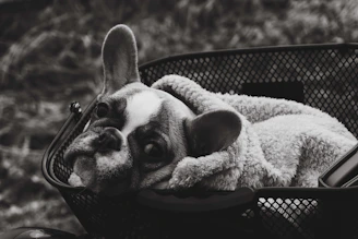 Chocolate French Bulldog puppy with bright eyes cuddling in a basket.