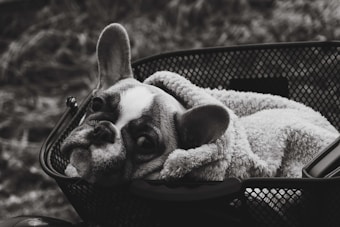 A French Bulldog lies in a basket, wrapped in a cozy, fluffy blanket. The background is blurred, and the image is in black and white, emphasizing the texture of the dog's fur and blanket.