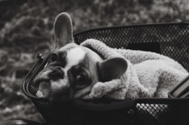 A French Bulldog lies in a basket, wrapped in a cozy, fluffy blanket. The background is blurred, and the image is in black and white, emphasizing the texture of the dog's fur and blanket.