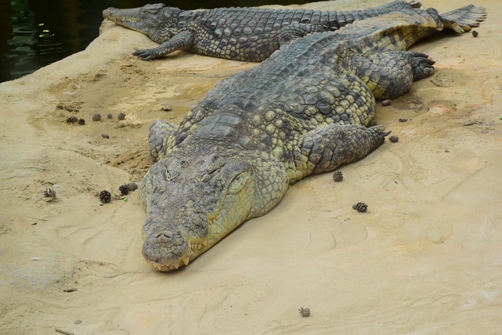 two large alligators laying on the ground next to a body of water