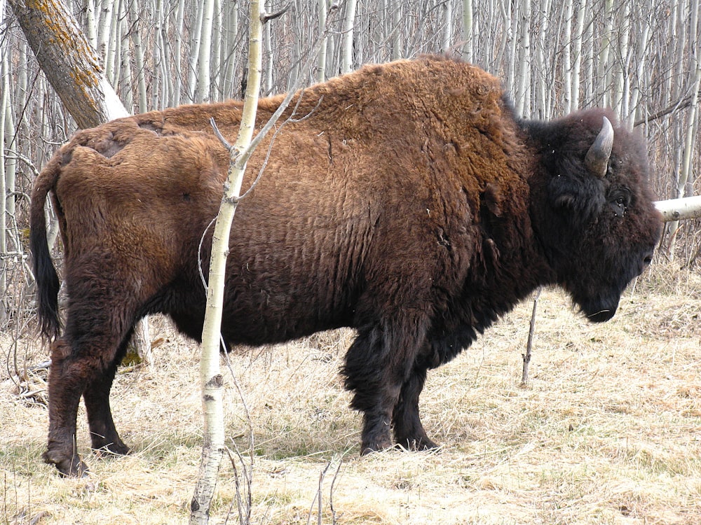 a large bison standing in the middle of a forest