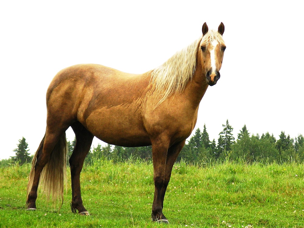 a brown horse standing on top of a lush green field