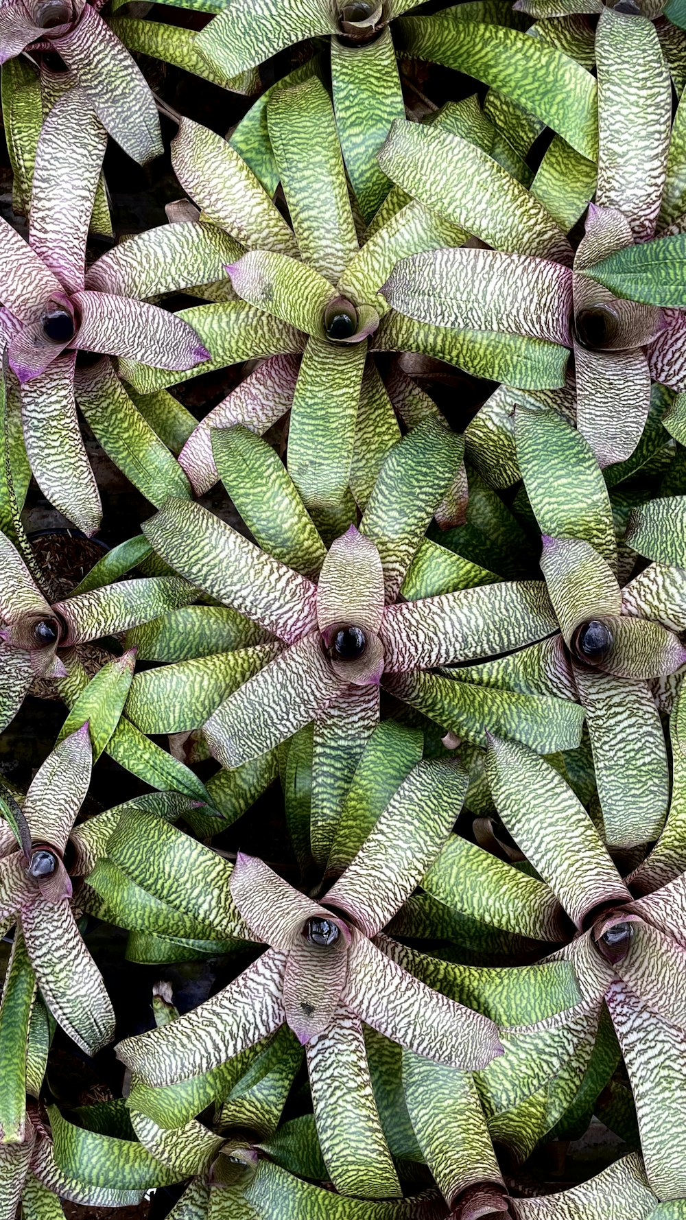 a close up of a bunch of green bananas