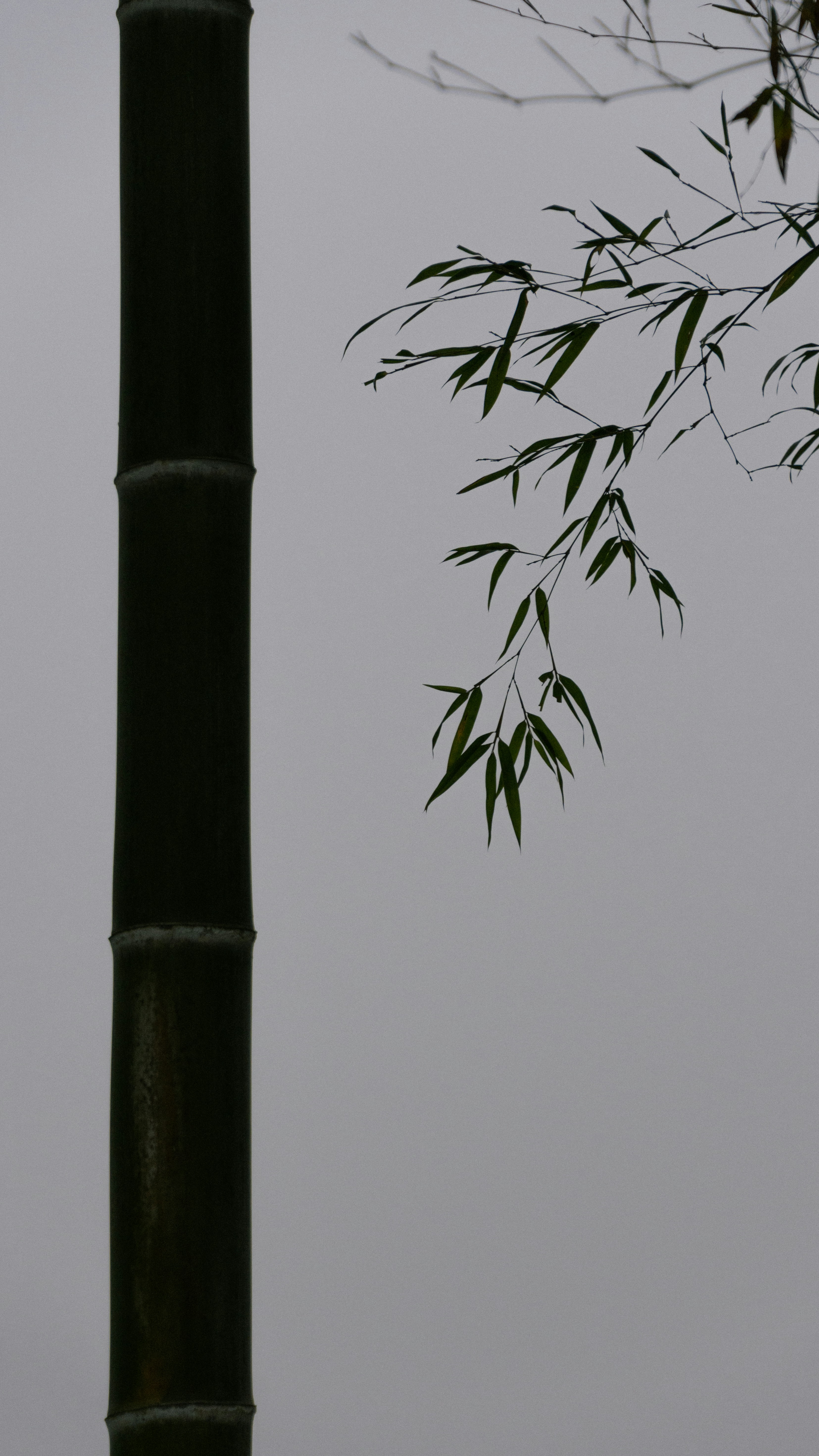 eine hohe Bambusstange mit einem Bambusbaum im Hintergrund