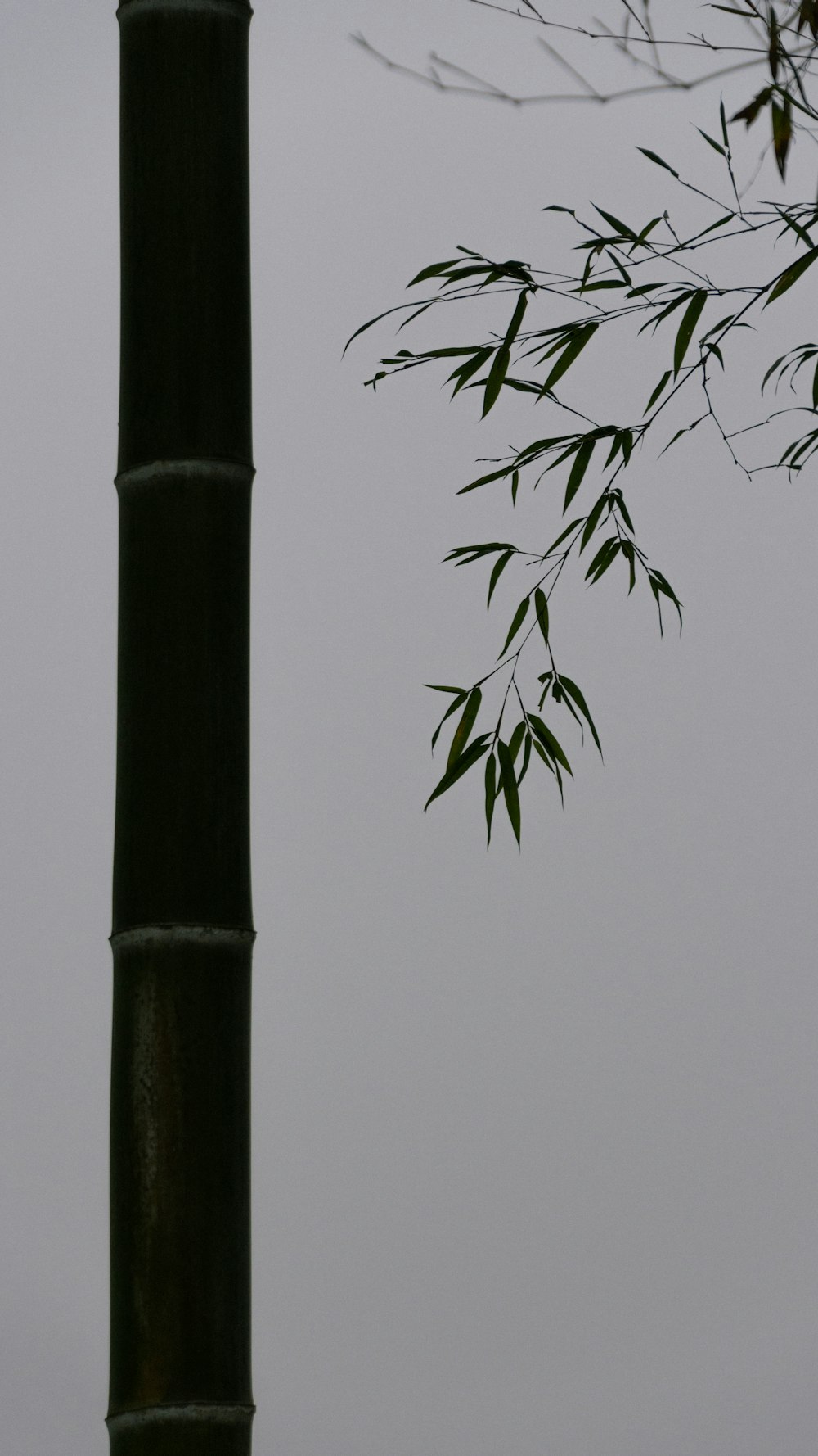 a tall bamboo pole with a bamboo tree in the background