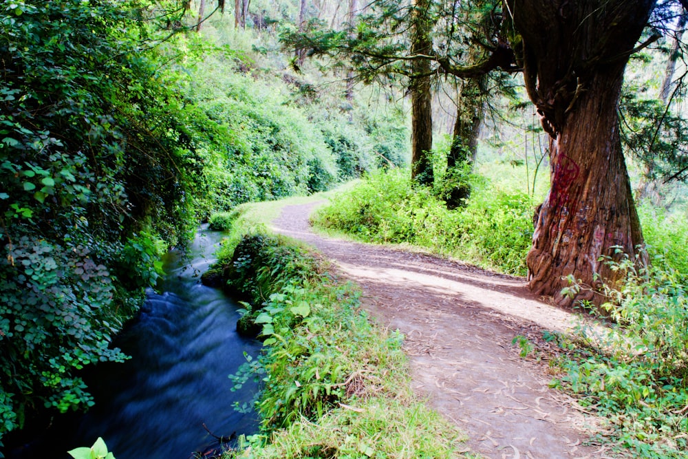 a dirt path in the middle of a forest