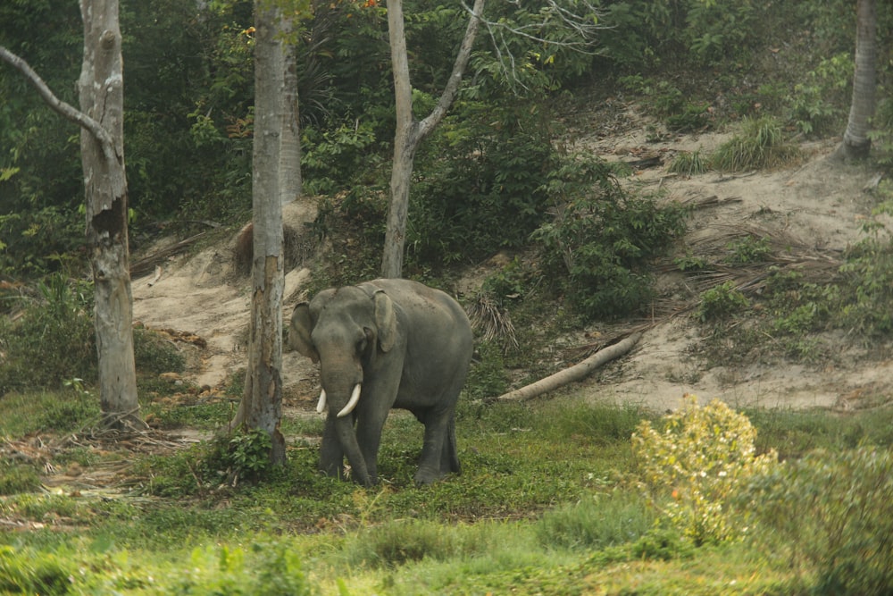 an elephant standing in the middle of a forest
