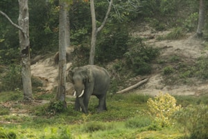 Forest Elephant Walk