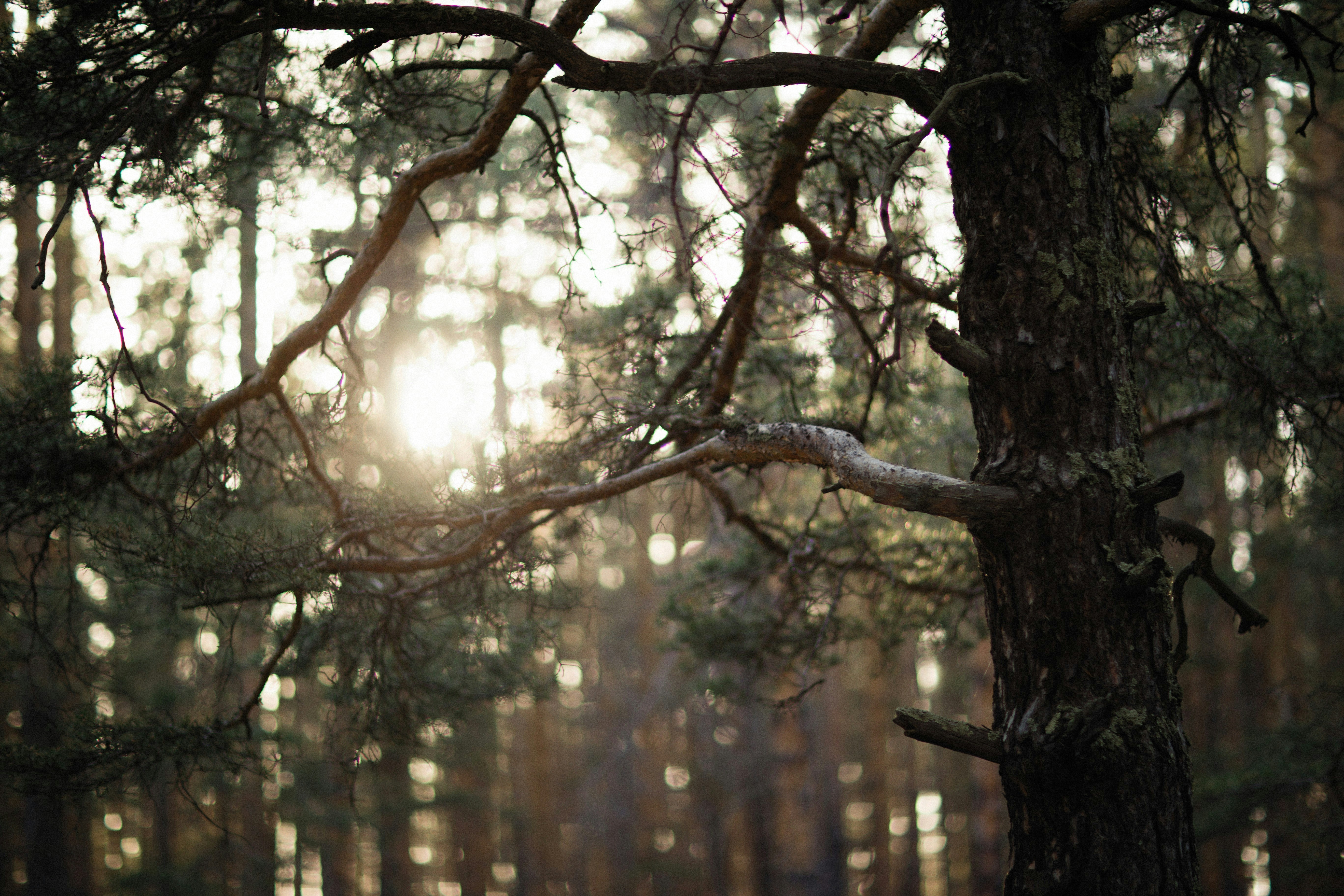 Photo by alexeydemidov