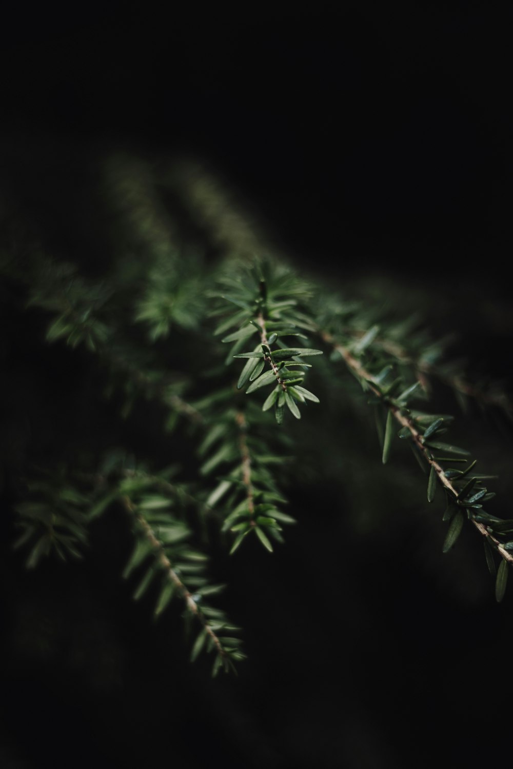 a close up of a tree branch in the dark