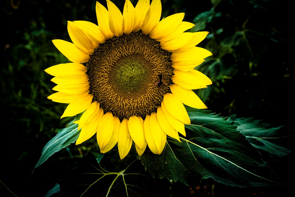 a large yellow sunflower with green leaves
