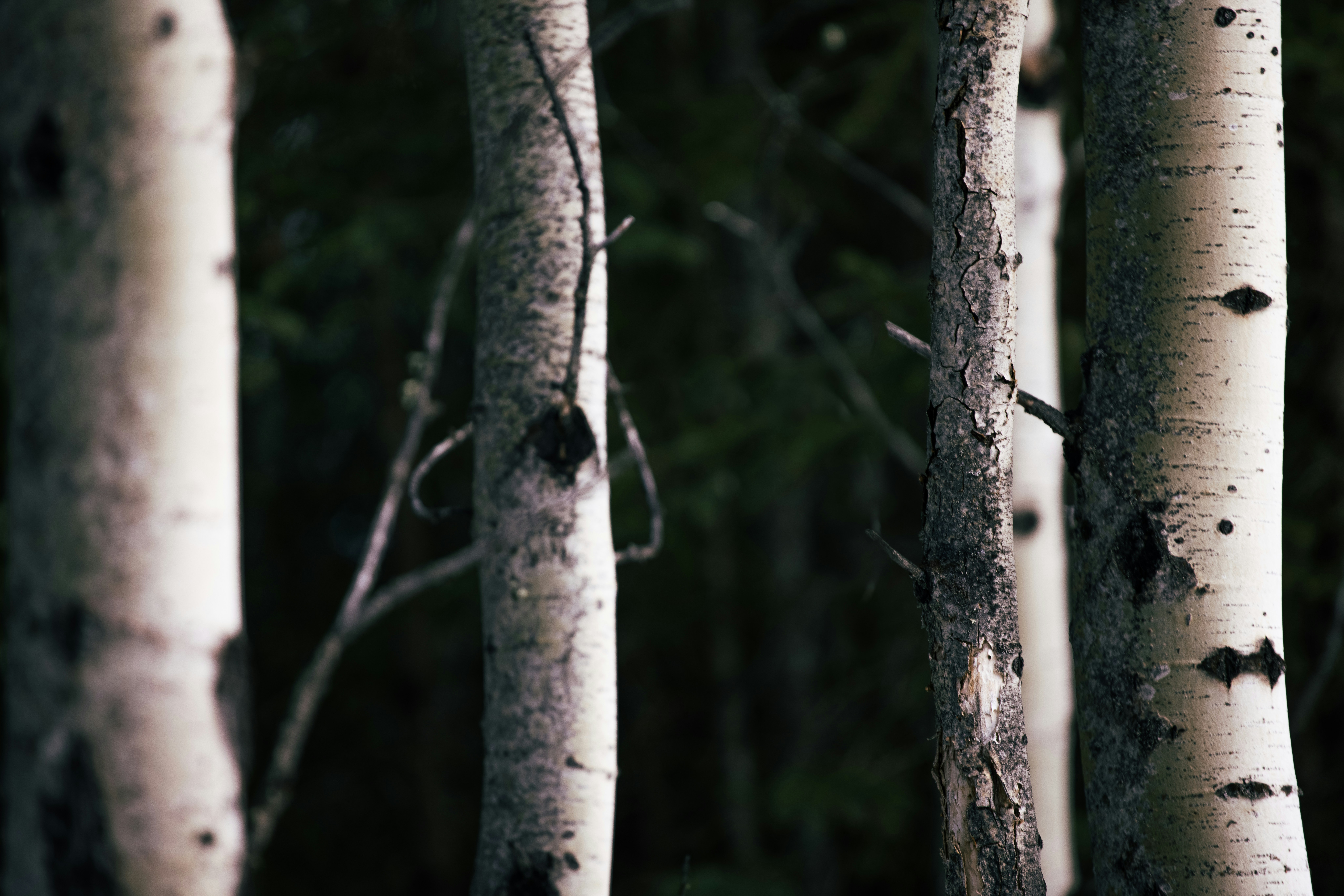 Photo by capturesawyer