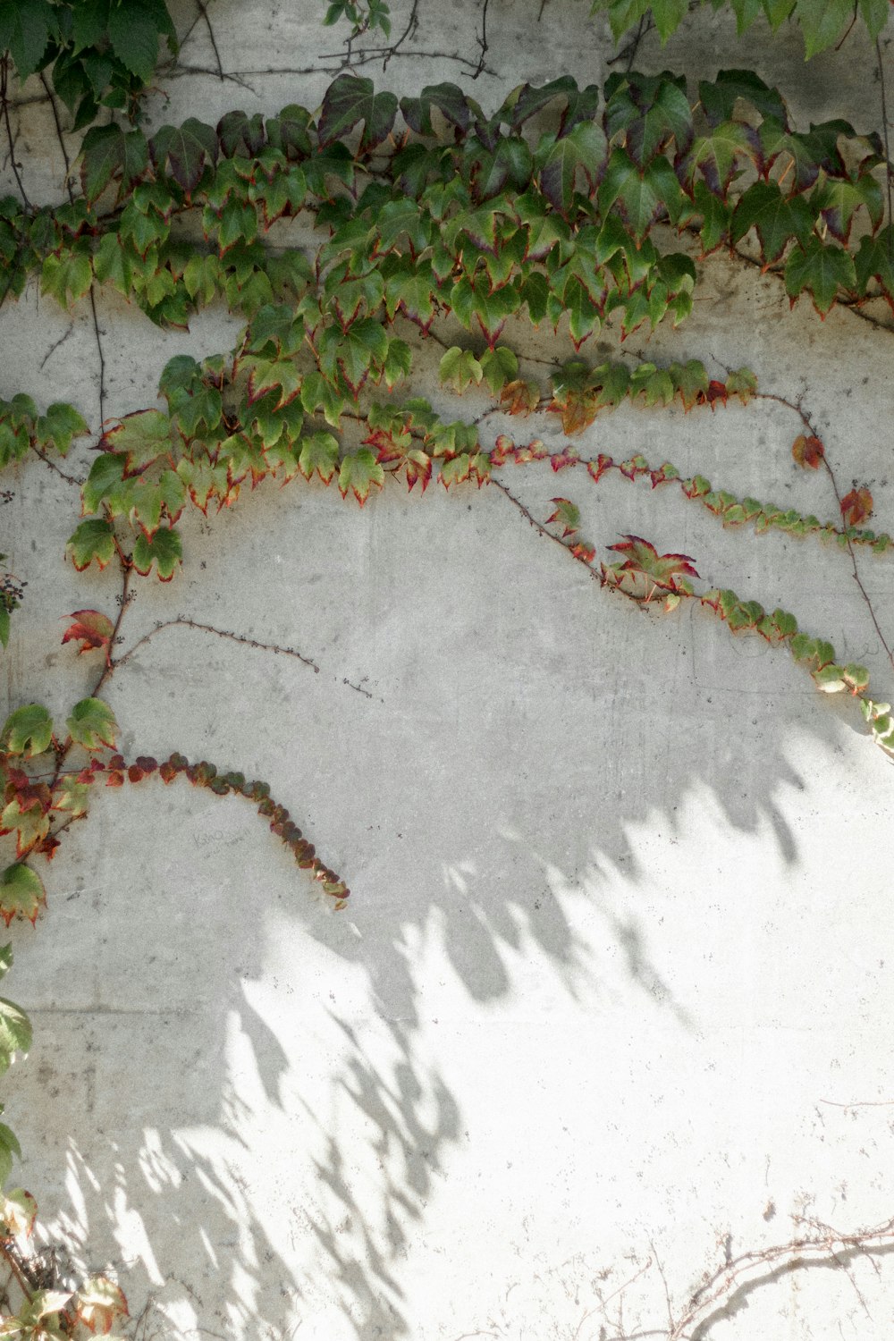 a white wall covered in vines and leaves