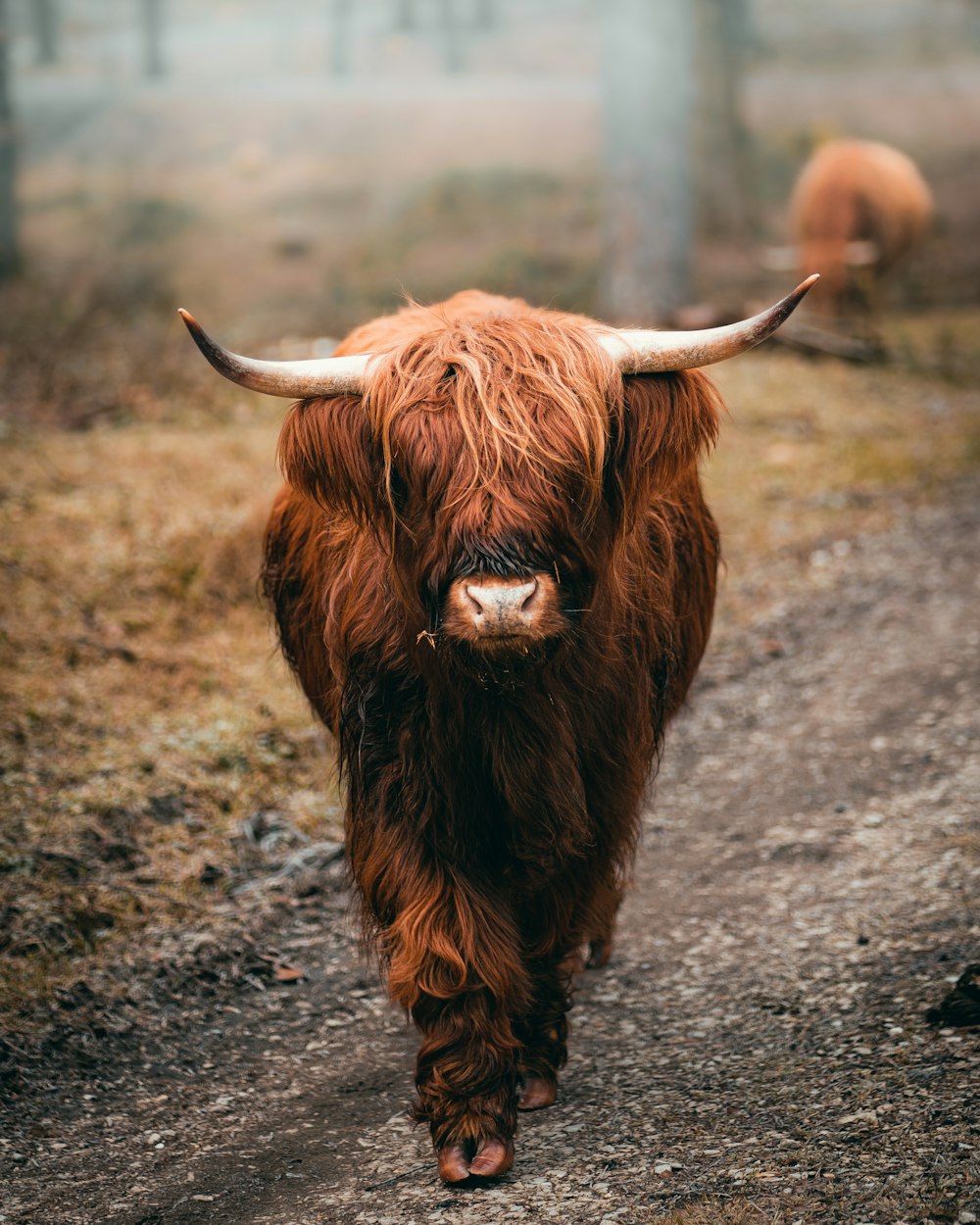 a large brown bull walking down a dirt road