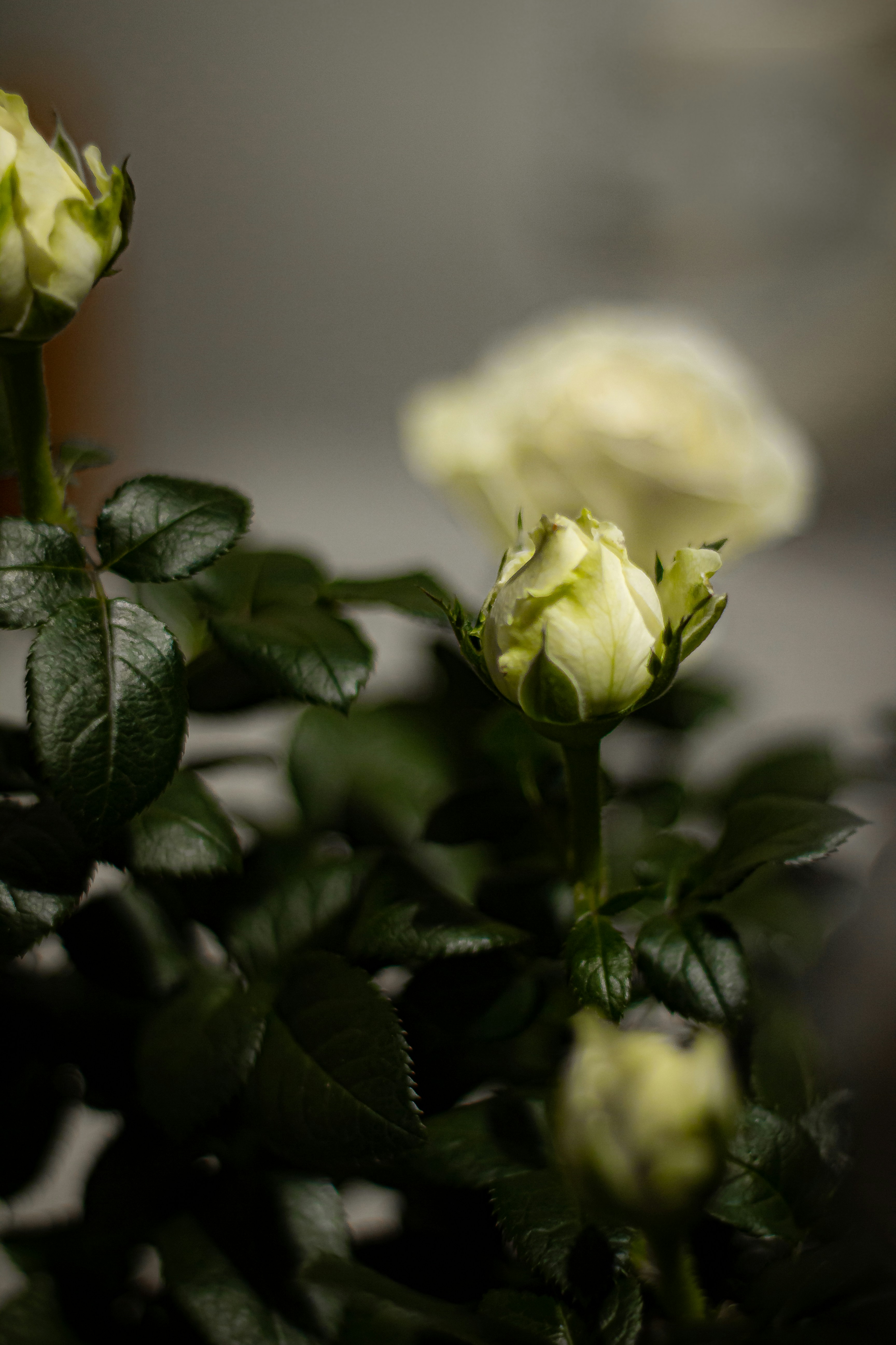 Choose from a curated selection of rose photos. Always free on Unsplash.