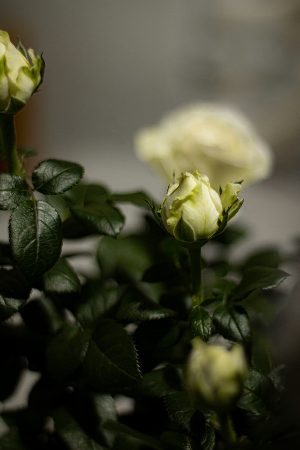 a close up of a plant with white flowers