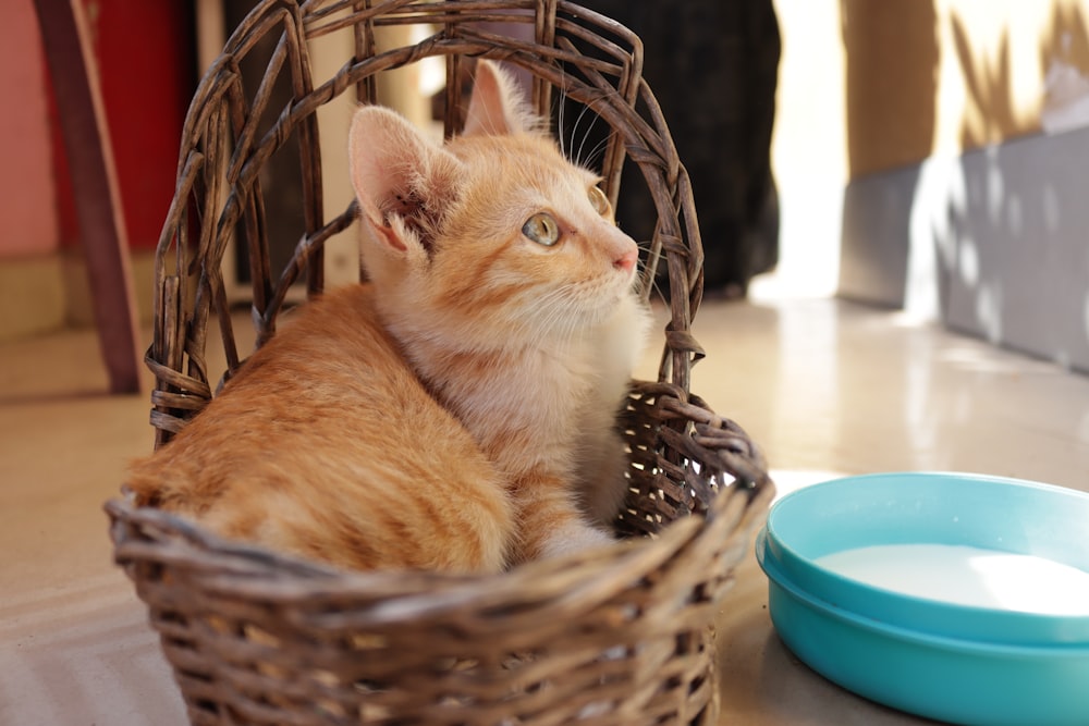 a cat sitting in a basket next to a bowl