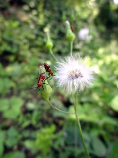 A close-up of two red insects clinging to the bud of a plant with a soft, out-of-focus background. Nearby, a white dandelion-like seed head is visible, adding texture to the scene.