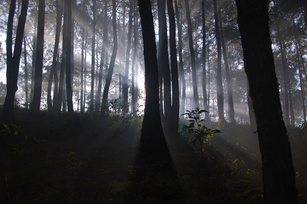 the sun shines through the trees in the forest