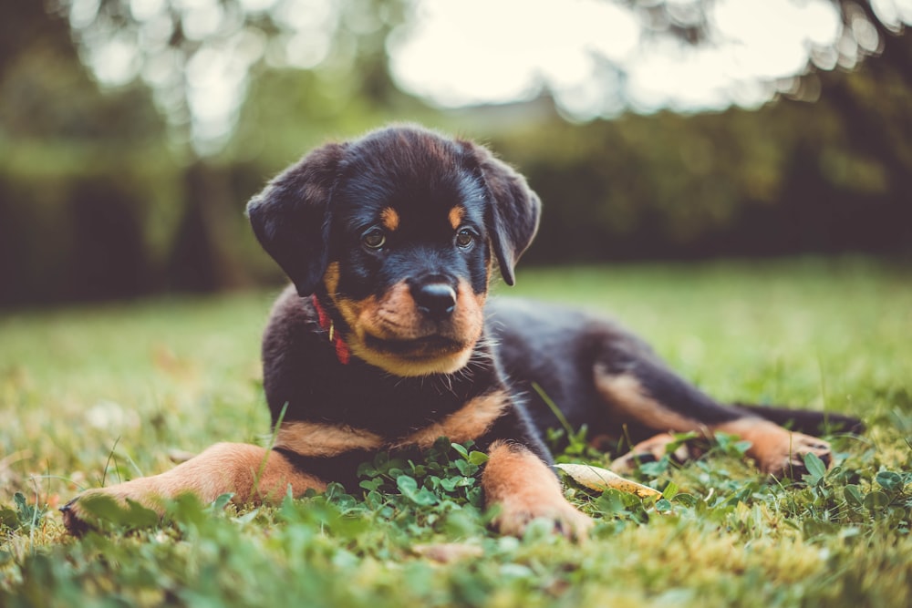 a black and brown puppy laying on top of a lush green field
