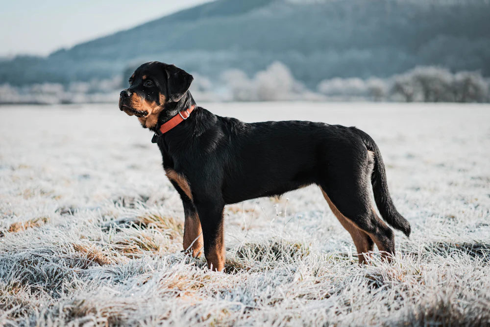 Rottweiler, photo 1