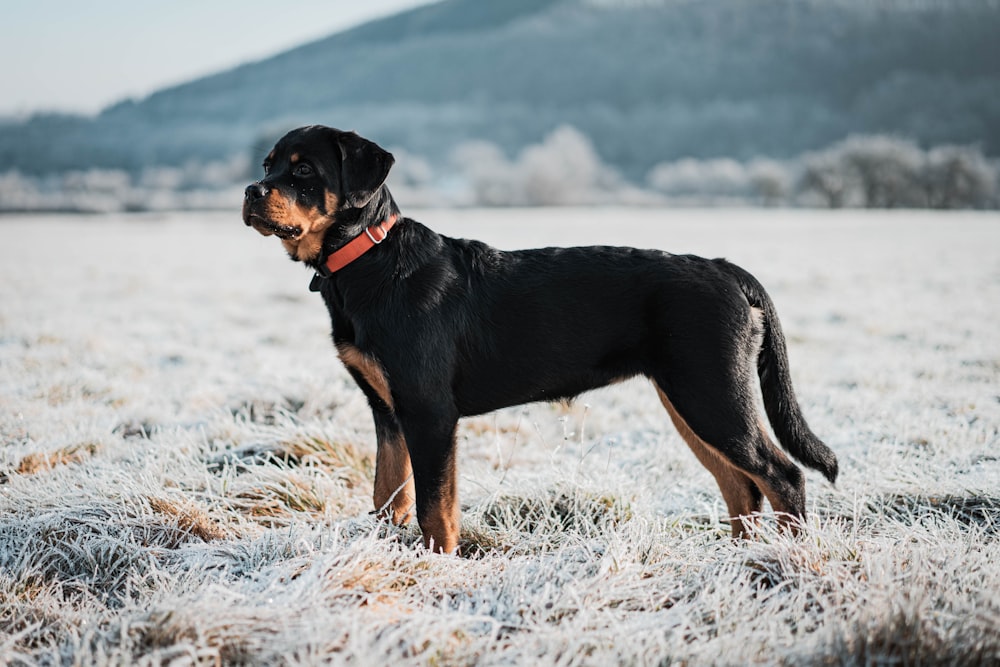 a black and brown dog standing in a frosty field