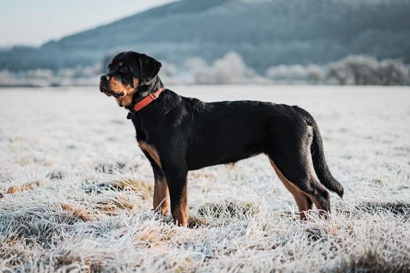 Rottweiler adulto fuerte con pelaje brillante House Barf