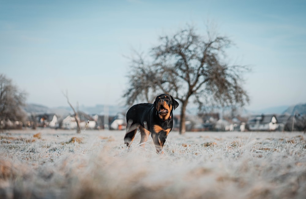 a black and brown dog standing in a field