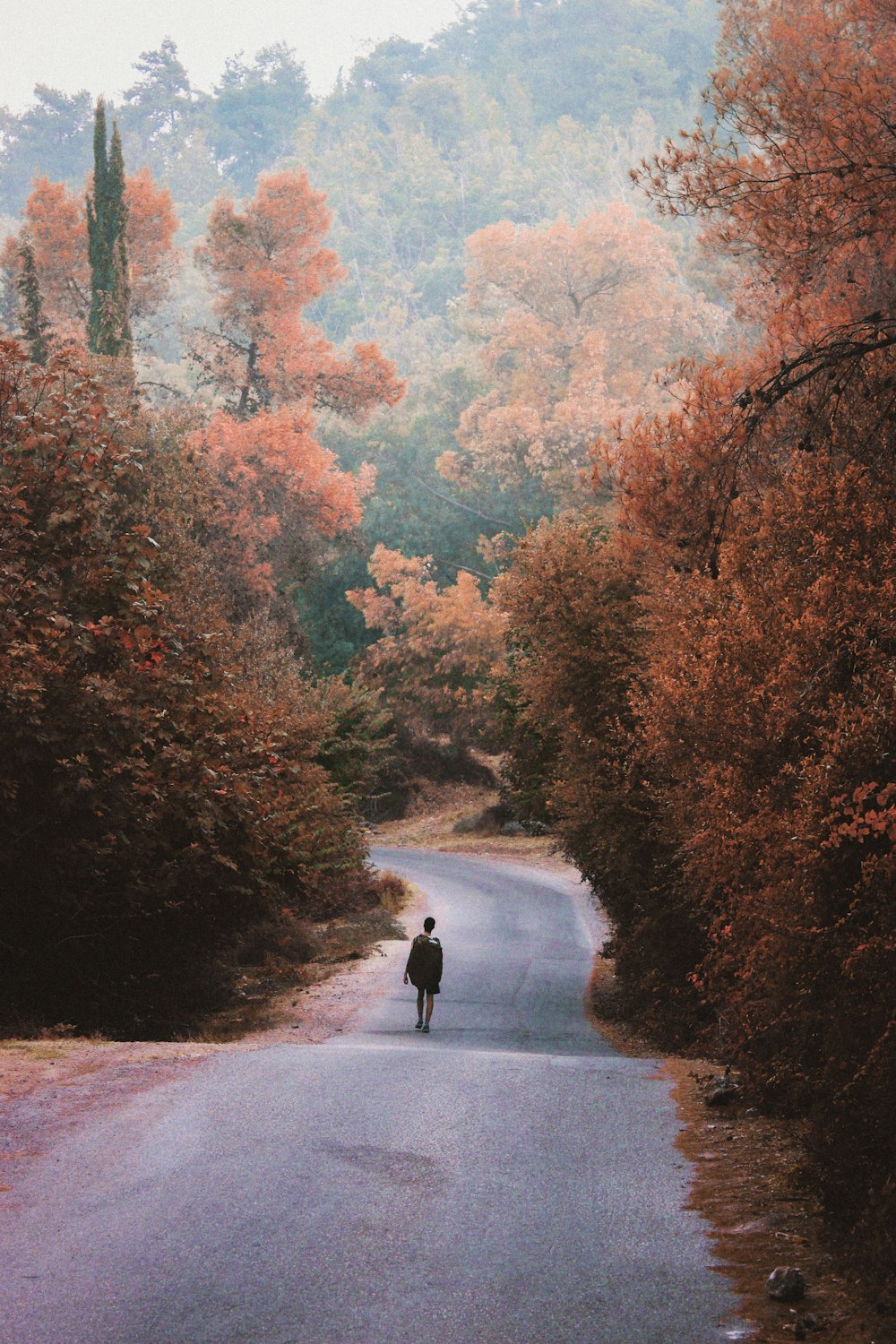 a person walking down a road surrounded by trees