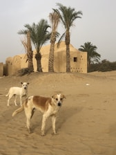 Two dogs stand on sandy ground near a group of palm trees. In the background, there is a traditional mud-brick building with geometric patterns on the walls.