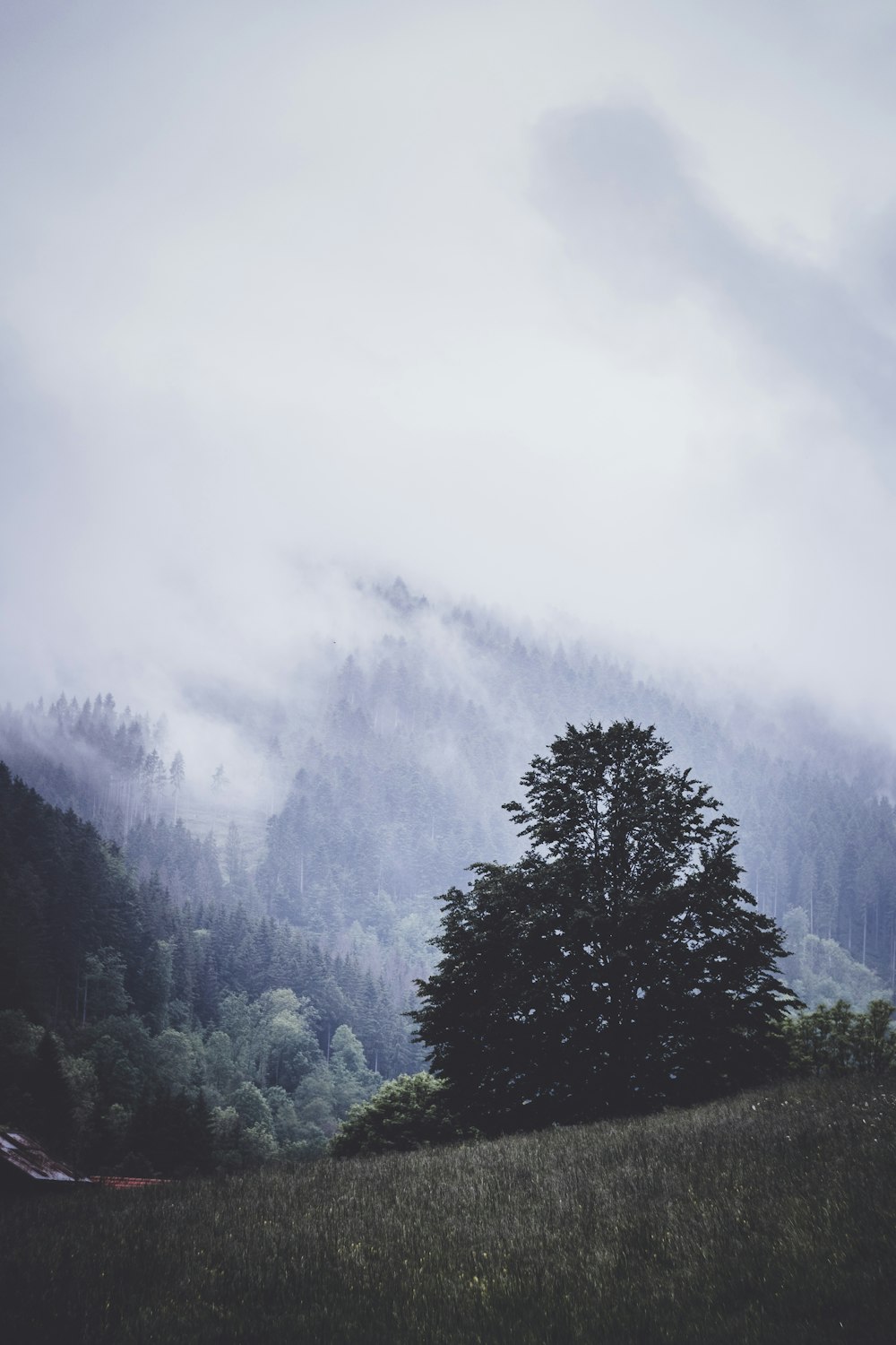 a lone tree in a field with a mountain in the background