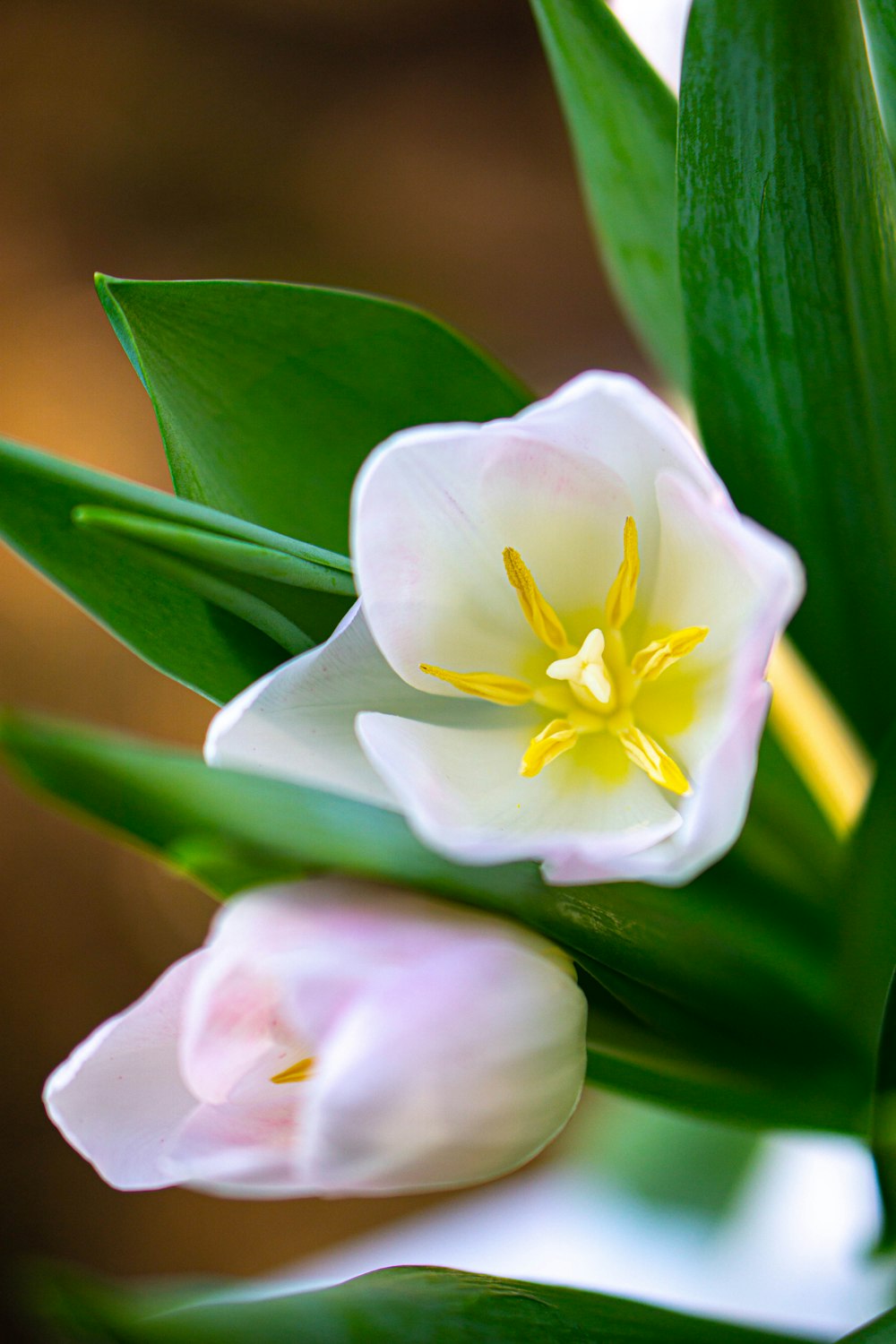 a close up of a white and yellow flower