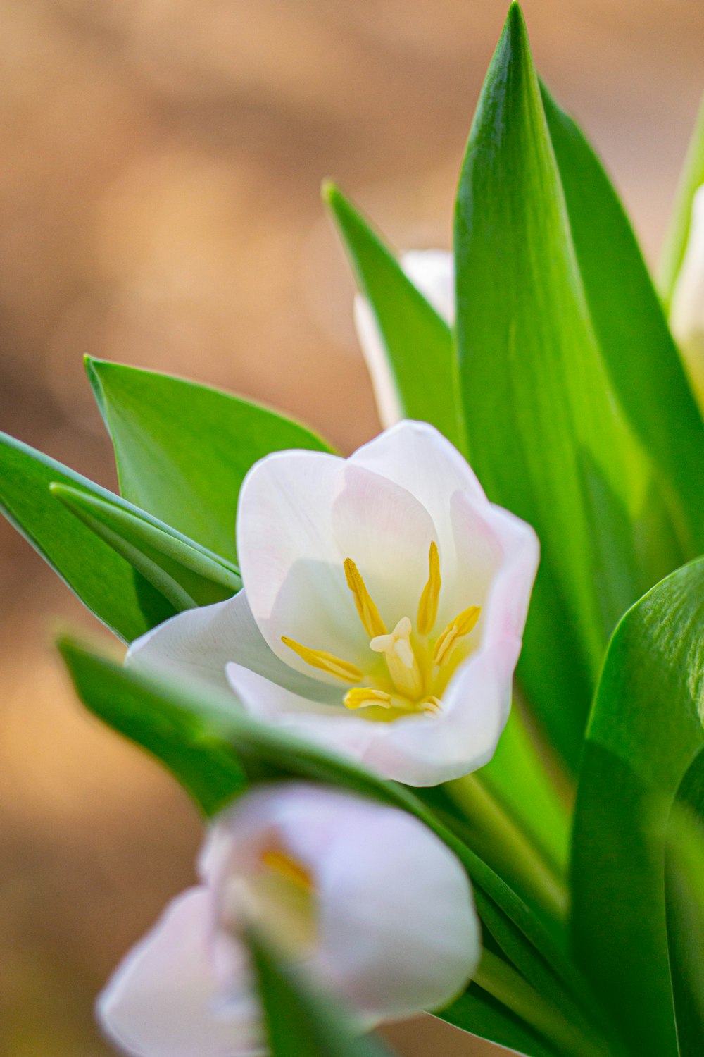 a close up of a white flower with green leaves