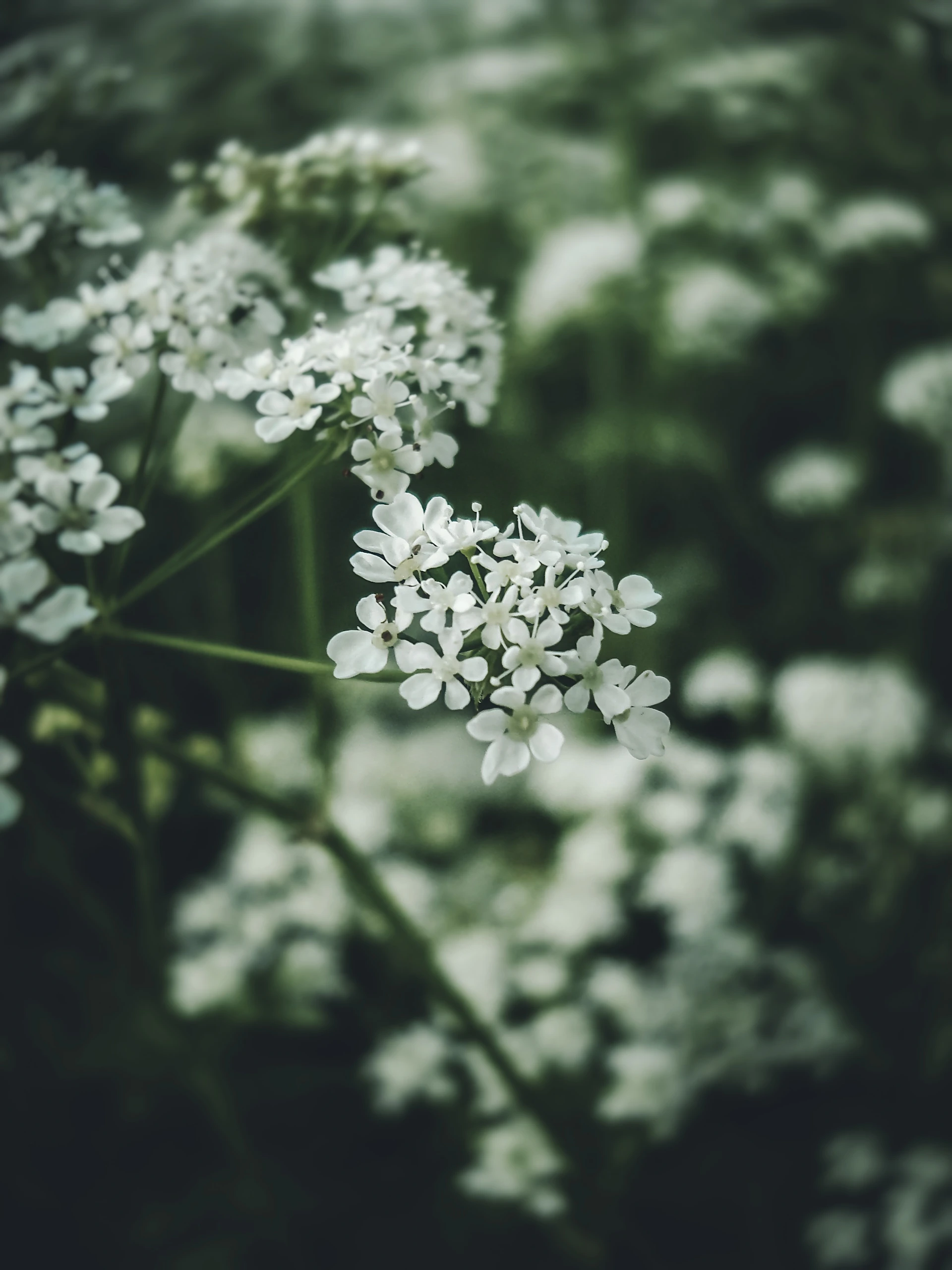 a bunch of white flowers in a field