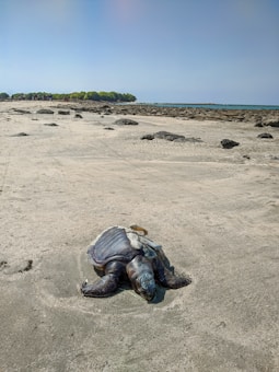 A large sea turtle rests on a sandy beach with patches of rocks scattered around. In the background, there are green bushes and a calm blue sea under a clear sky.