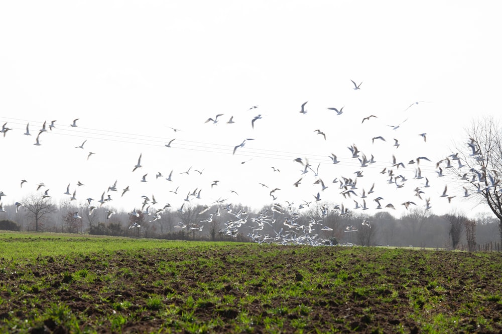 a flock of birds flying over a lush green field