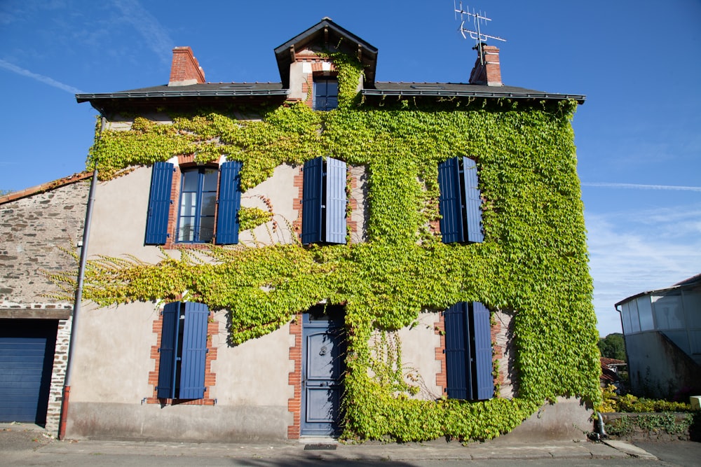 a building covered in vines and blue shutters