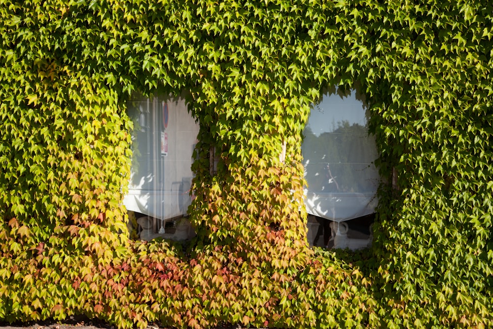 two windows are covered in green ivy
