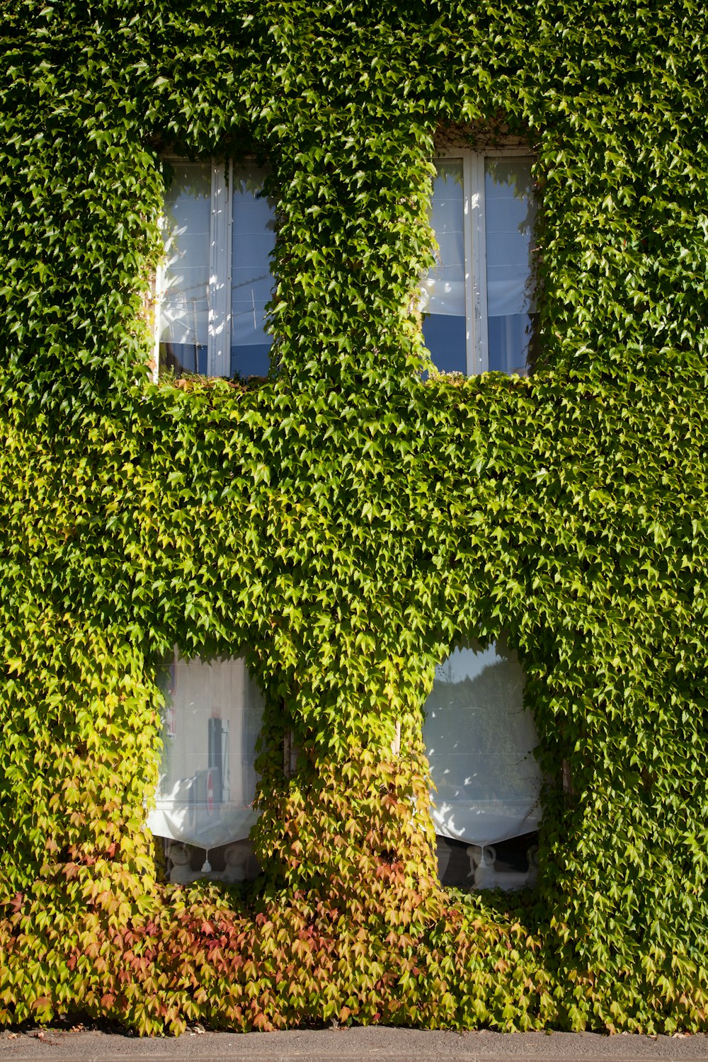 a building covered in vines with three windows