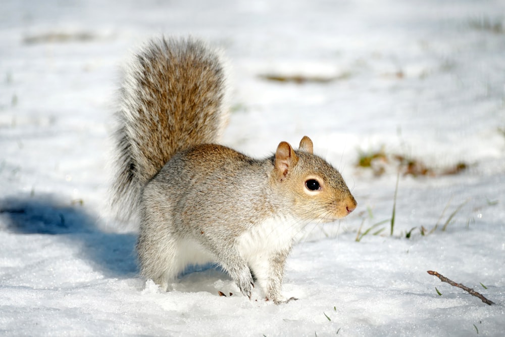 a squirrel is standing in the snow