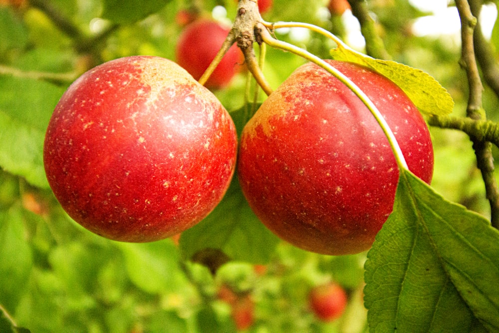 two red apples hanging from a tree branch