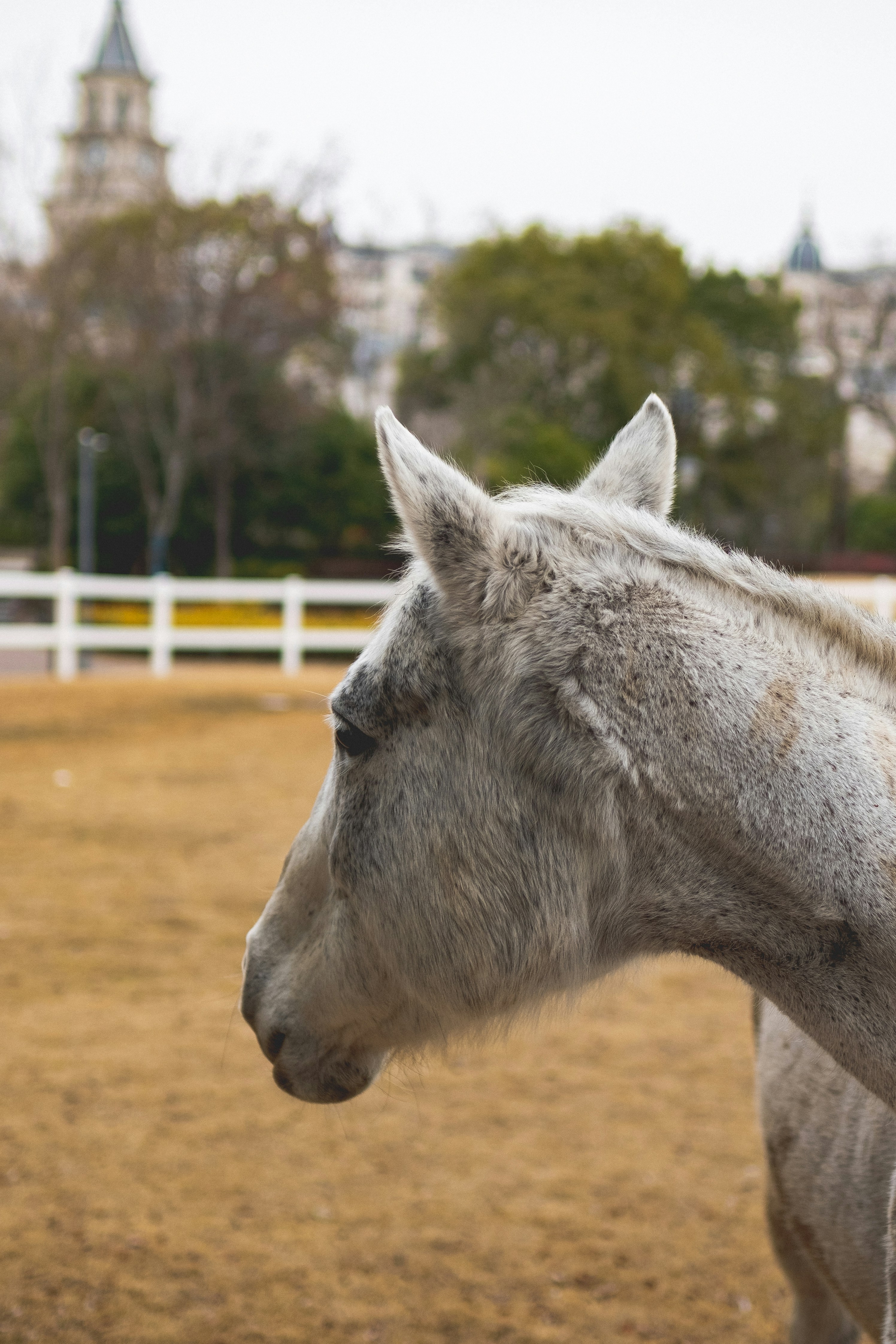 a close up of a horse in a fenced in area