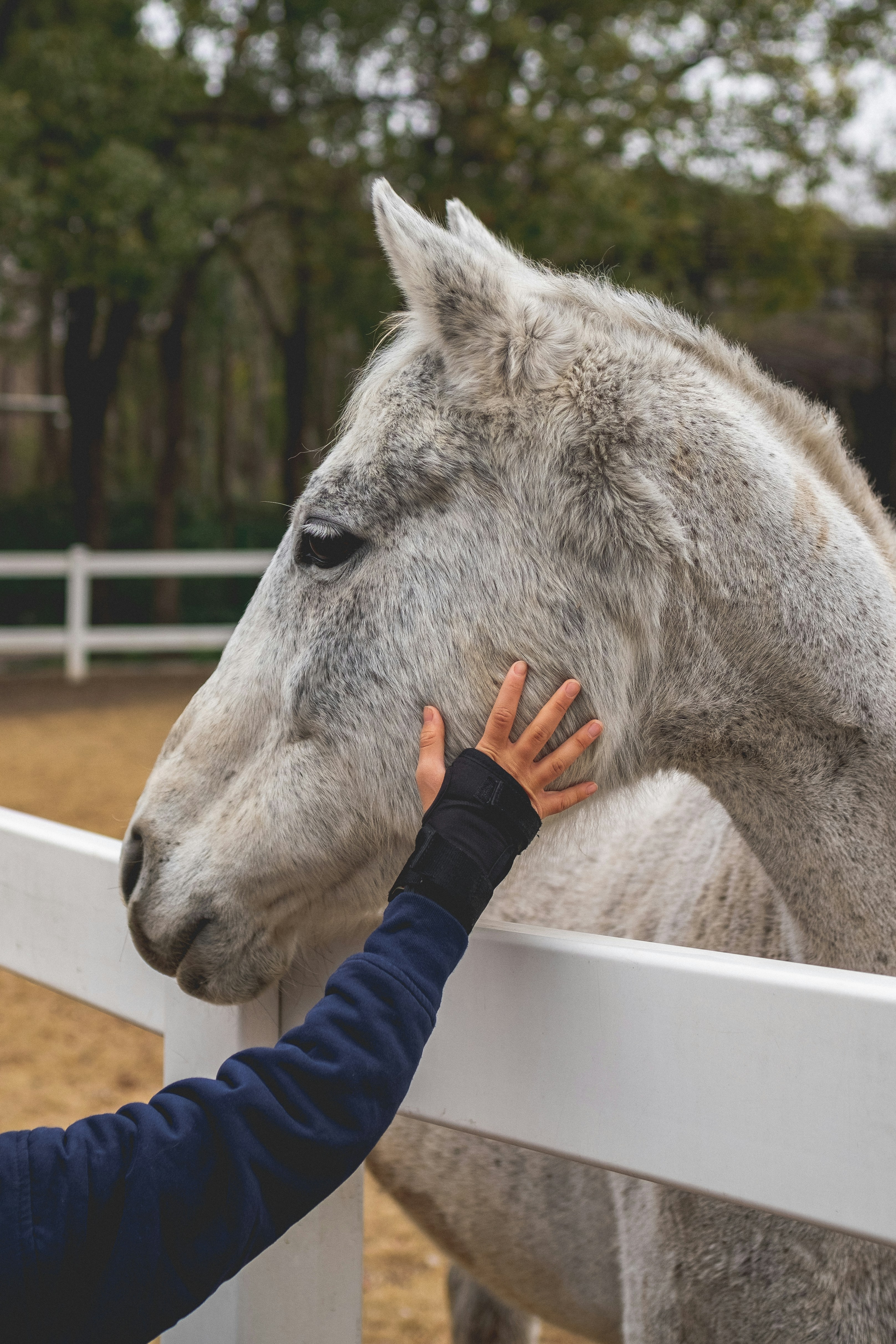 a person petting a horse over a white fence