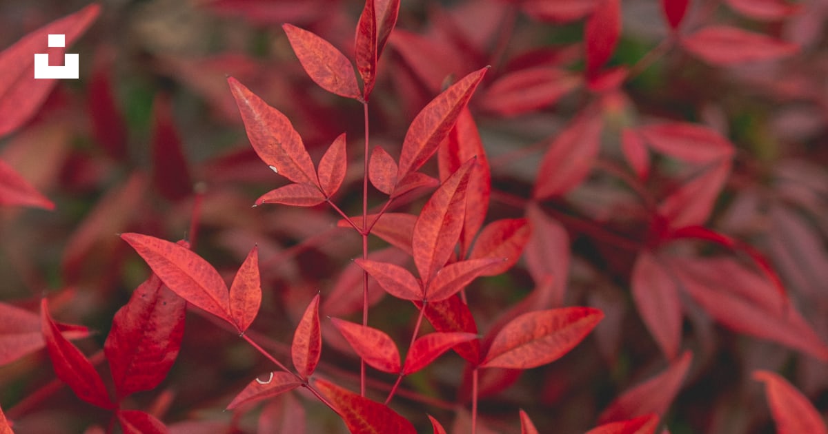 Un buisson rouge avec beaucoup de feuilles dessus photo – Photo Feuille ...