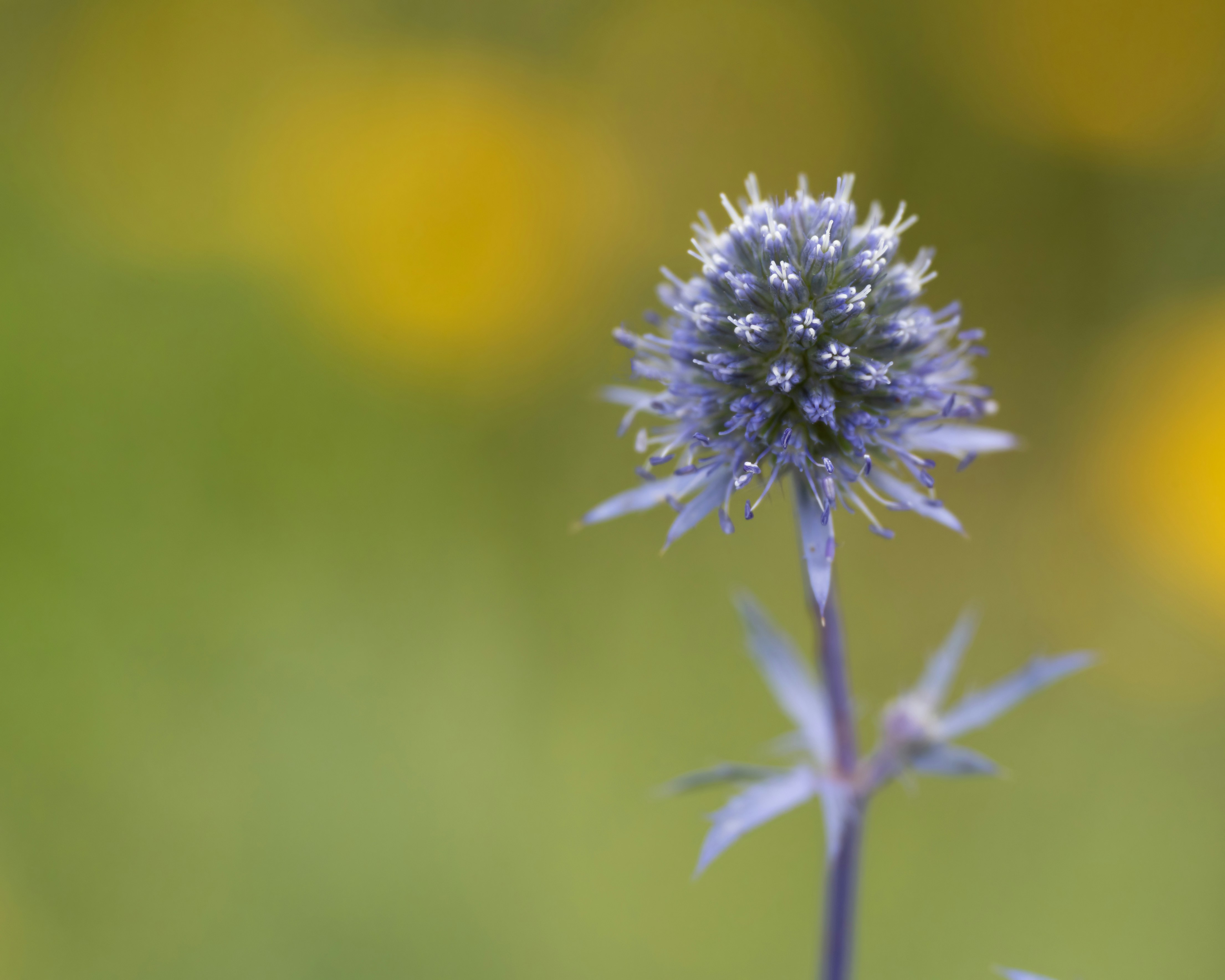 Photo by carrie_borden