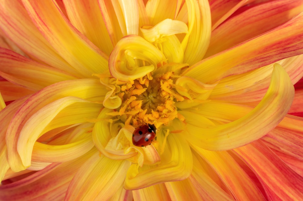 a yellow and red flower with a lady bug on it