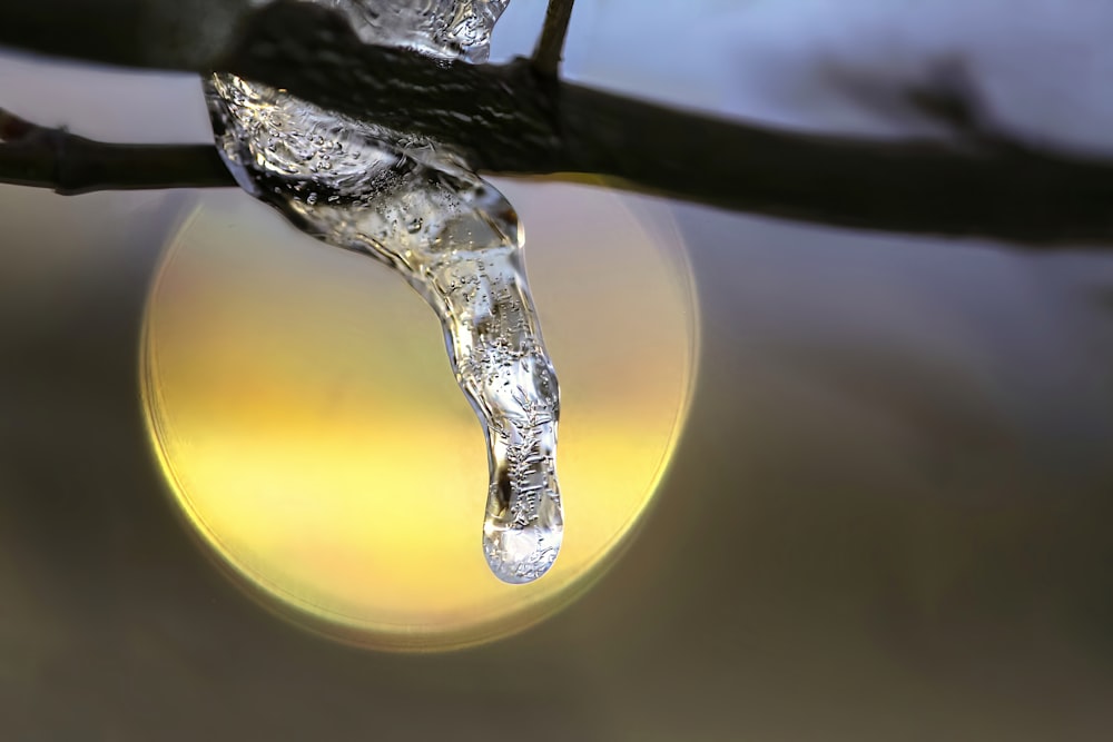 una gota de agua colgando de la rama de un árbol
