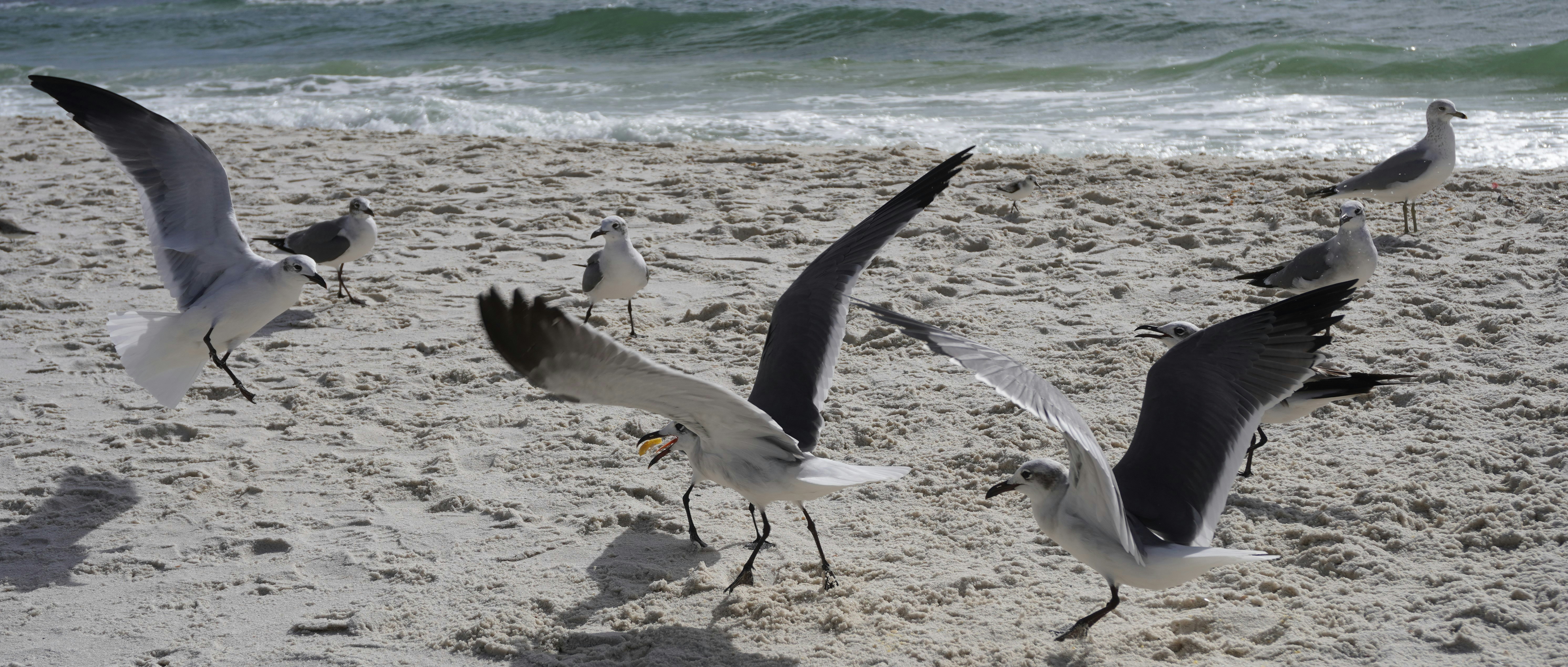 Une volée d’oiseaux survolant une plage de sable