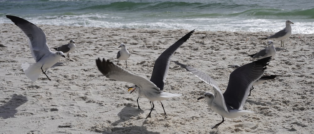 a flock of birds flying over a sandy beach