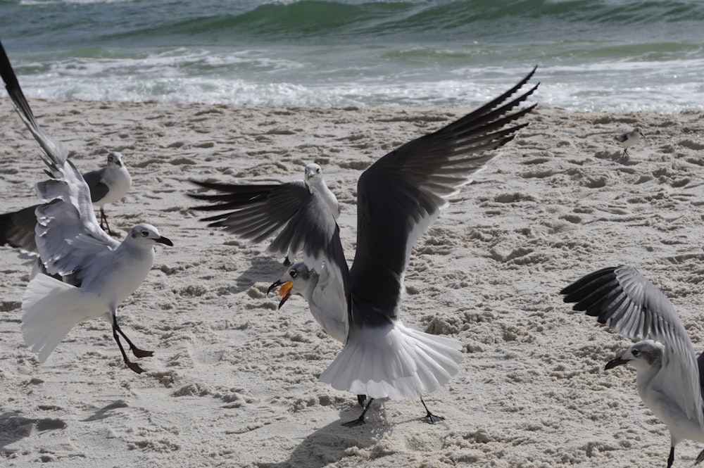 a group of seagulls flying over a sandy beach